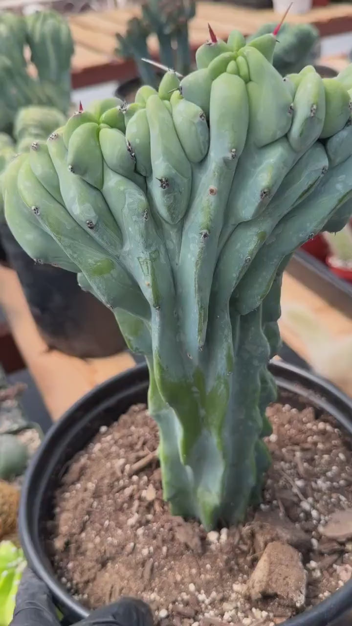 Crested Blue Myrtle Cactus with Arm | Rare Live Cactus #603