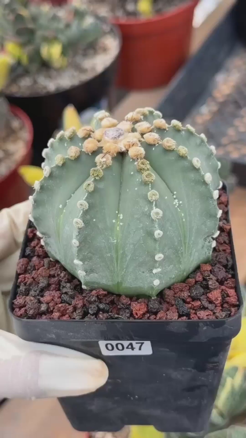 Astrophytum 8‑Rib Form – Rare Collector Cactus – Geometric Desert Beauty