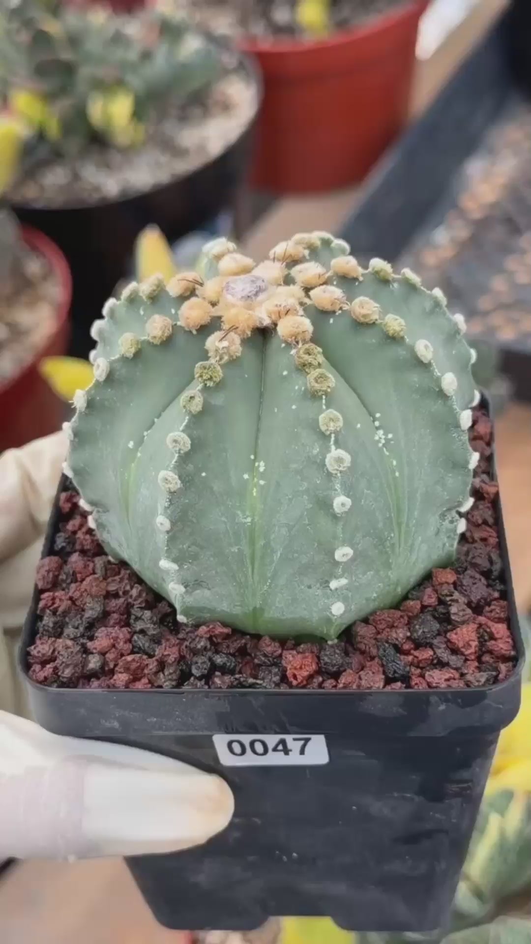 Astrophytum 8‑Rib Form – Rare Collector Cactus – Geometric Desert Beauty