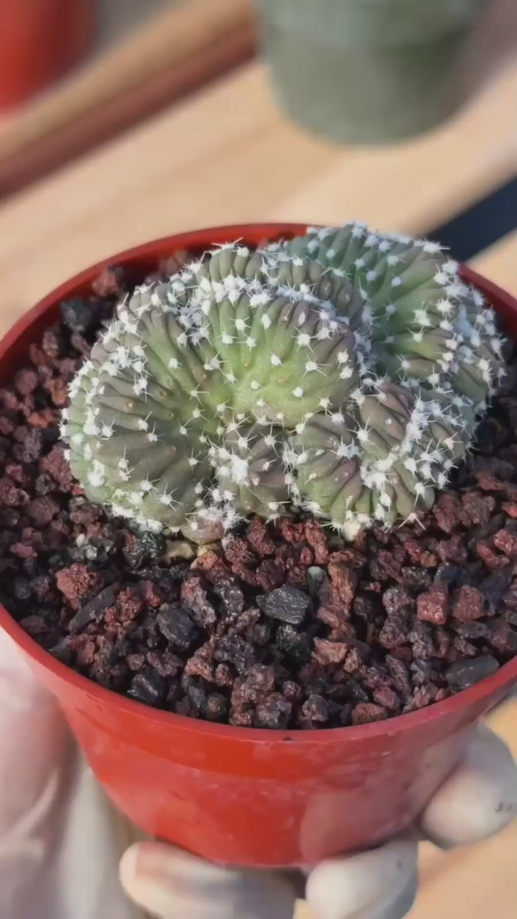 Rare 4” Crested Domino Cactus #254 – Collector Succulent Plant