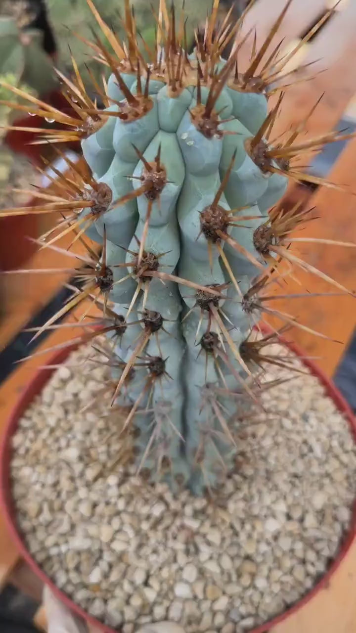Browningia Hertlingiana Blue Cactus | Rare Blue Columnar Cactus