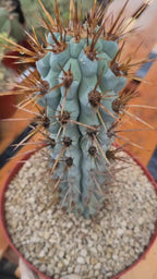 Browningia Hertlingiana Blue Cactus | Rare Blue Columnar Cactus