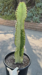 Euphorbia Ammak Green Variegated | Rare Live Succulent Plant