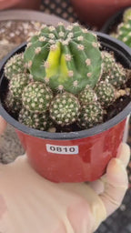Variegated Lilly Easter Cactus Cluster #810