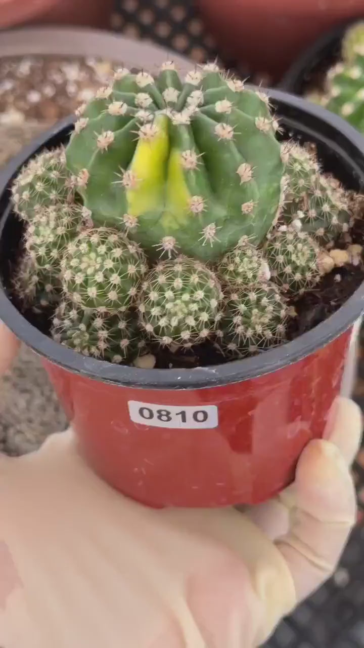 Variegated Lilly Easter Cactus Cluster #810