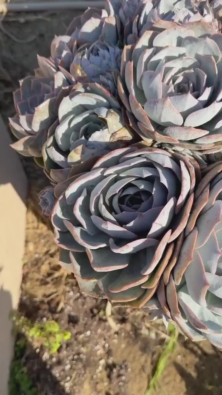 Large Purple Echeveria Cluster
