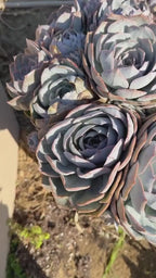 Large Purple Echeveria Cluster