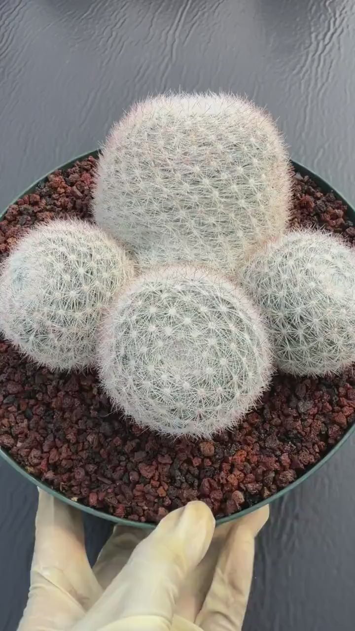 Mammillaria Candida Cluster Live Cactus