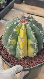 Variegated Melocactus #369 | Rare Live Cactus Specimen