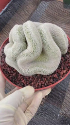 Mammillaria Perbella Crested Seed Grown Cactus #770