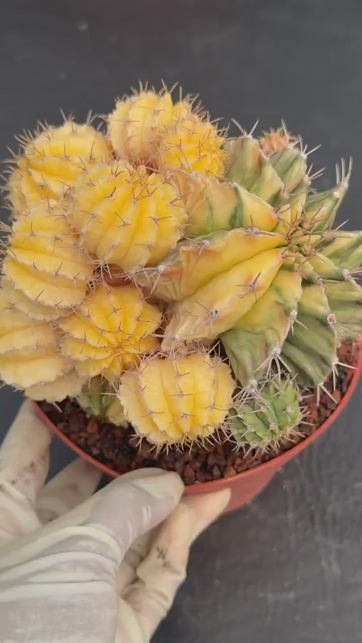 6" Variegated Gymnocalycium Cluster #852