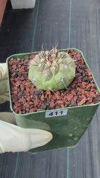 Copiapoa Cinerea Rare Collector Cactus – Live Plant #411