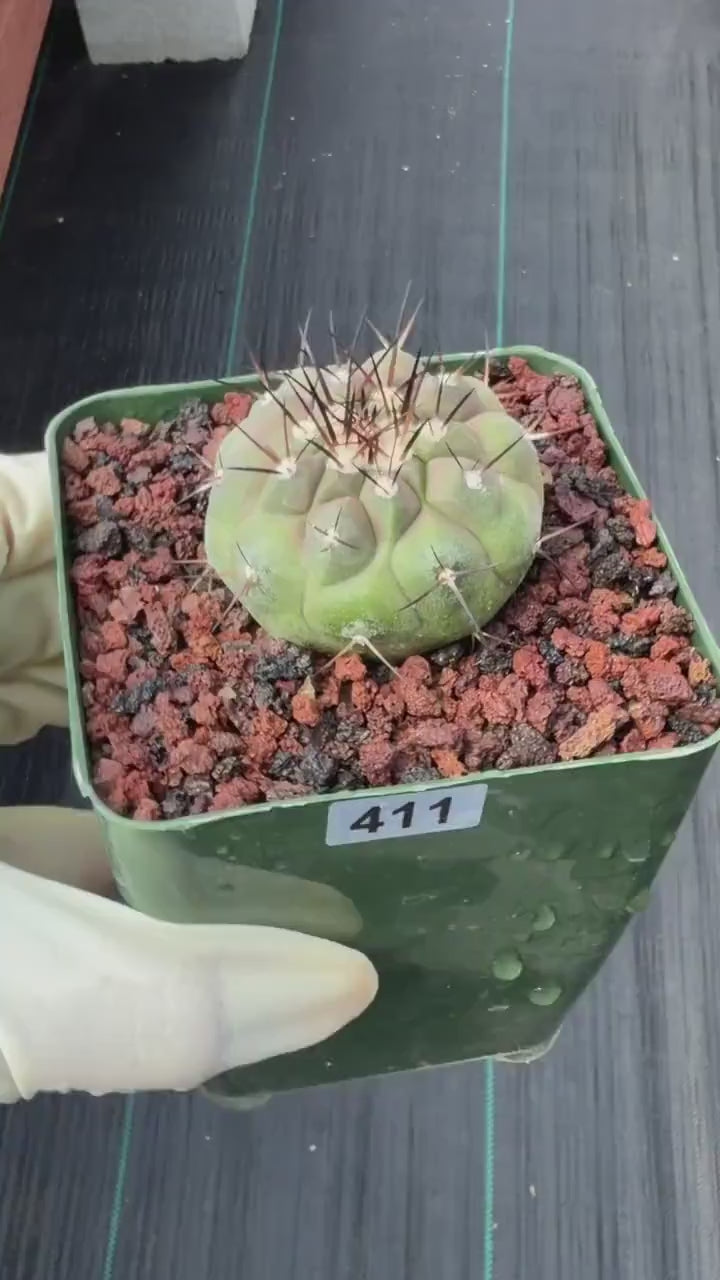Copiapoa Cinerea Rare Collector Cactus – Live Plant #411