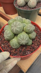 Euphorbia Obesa Cluster Rare Succulent – Live Plant #80