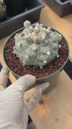 Astrophytum Asterias ‘Asteria’ w/Pups – Rare Collector Cactus #449