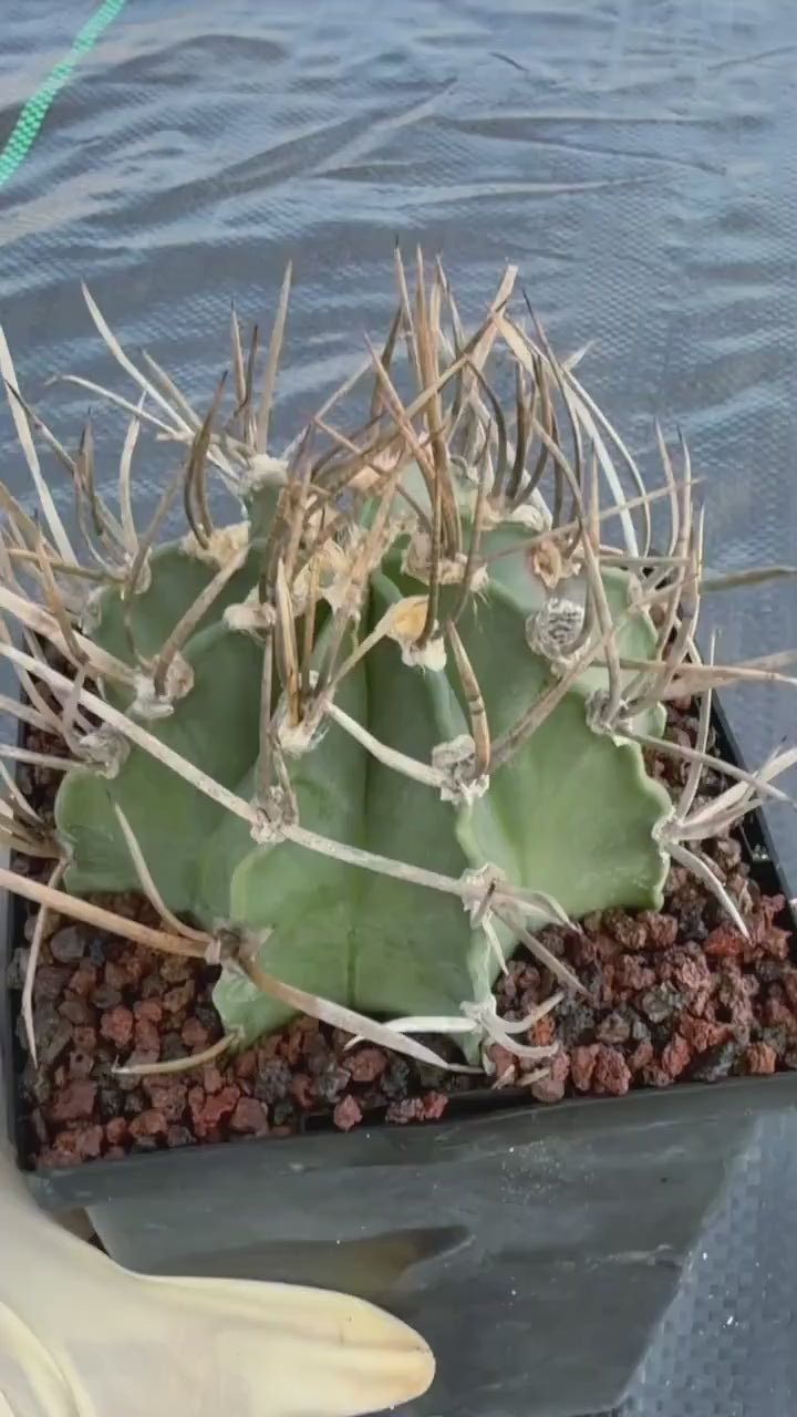 Astrophytum Capricorne Buffalo Thick Spine Rare Cactus – Seed Grown #769