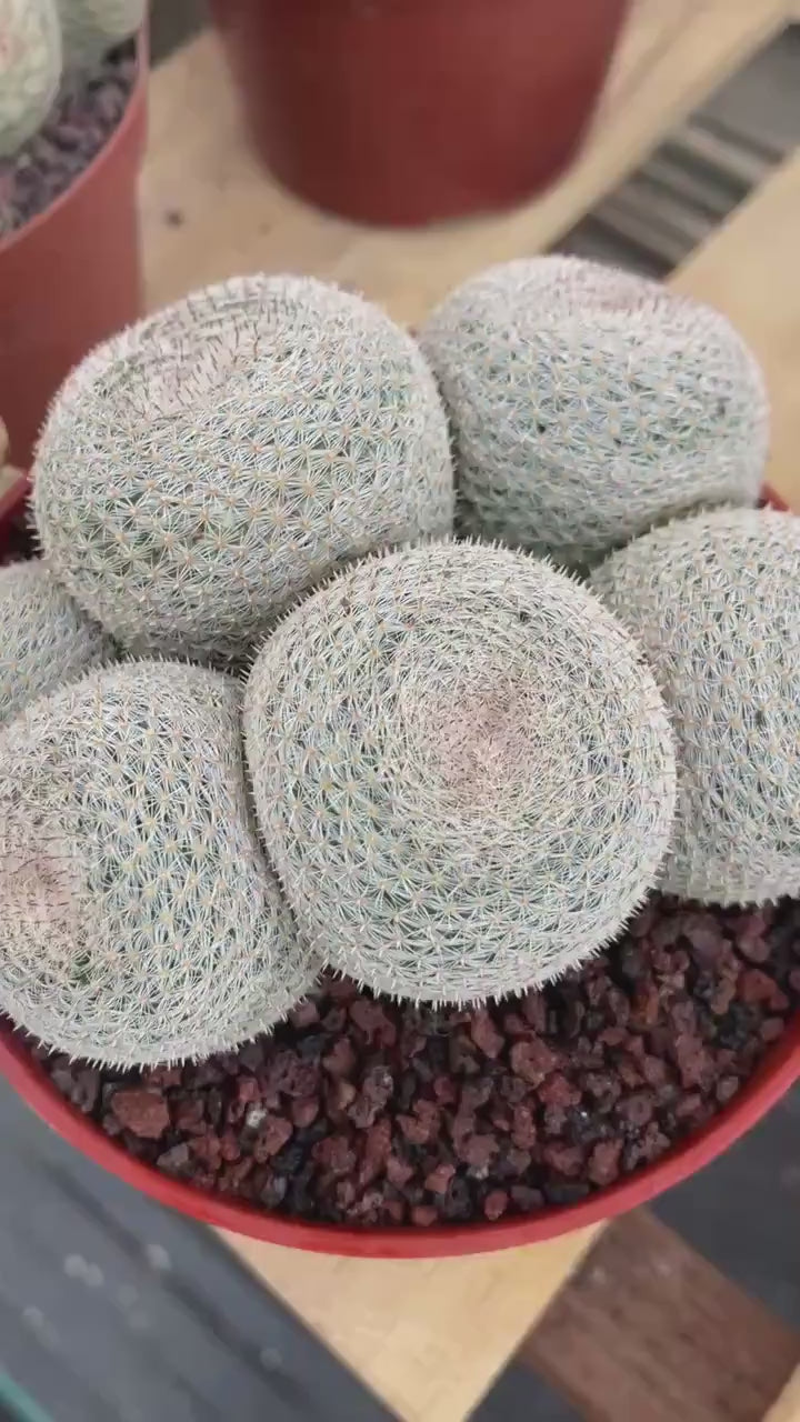 Mammillaria Perbella Cluster | Rare Specimen Cactus #389