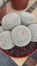 Mammillaria Perbella Cluster | Rare Specimen Cactus #389
