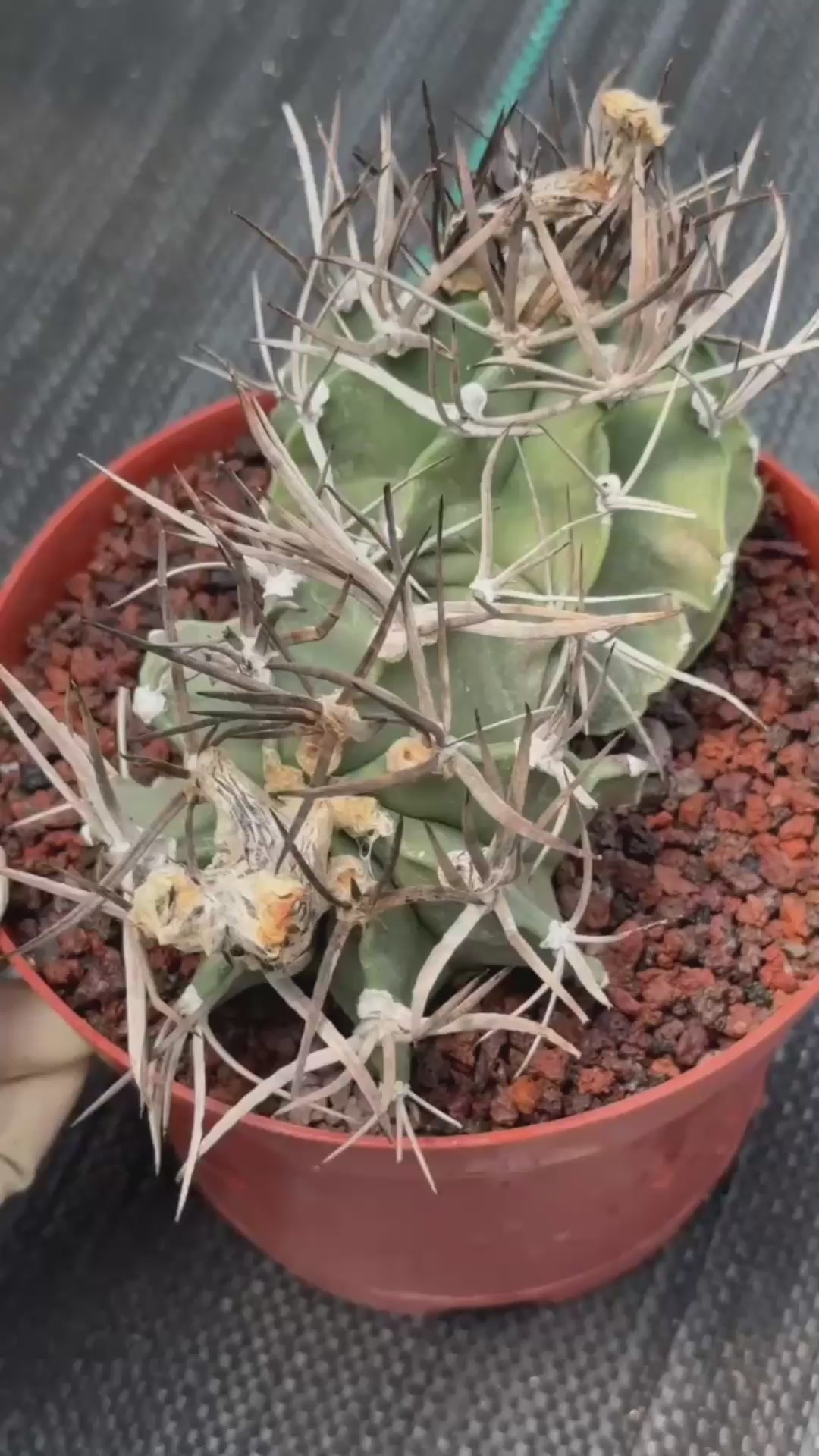 Astrophytum Capricorne Buffalo #264 | Rare Double Head Cactus | Collector's Specimen