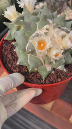 Ariocarpus Retusus Double Head – Rare Collector Cactus 