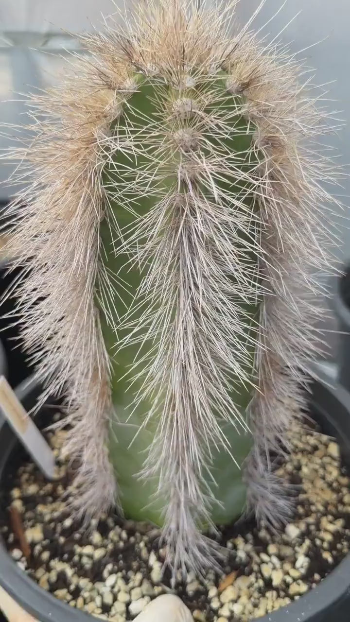 Woolly Rhino Columnar Cactus Cutting, 12-Inch Exact Specimen