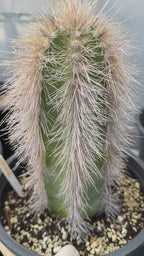 Woolly Rhino Columnar Cactus Cutting, 12-Inch Exact Specimen