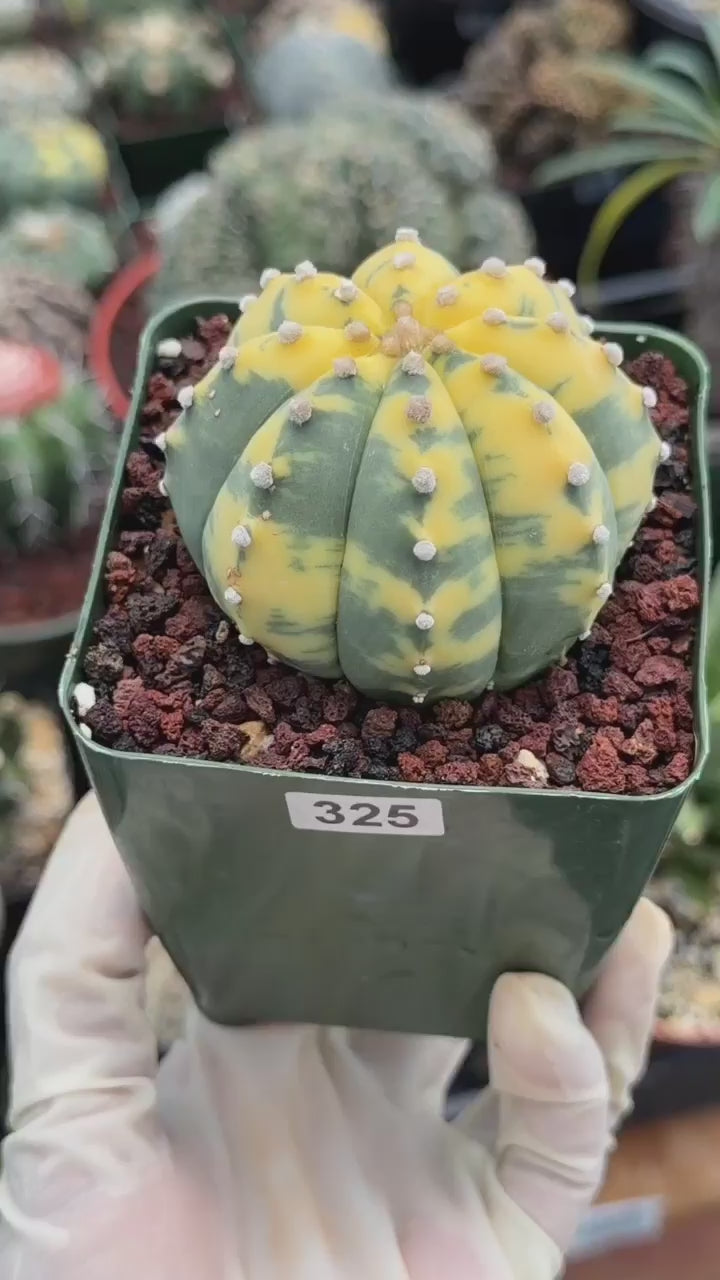 Variegated Astrophytum Asterias – Seed Grown #325