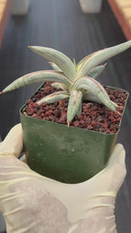 Sansevieria Blue Clone #262 | Rare Snake Plant | Compact Collector Specimen