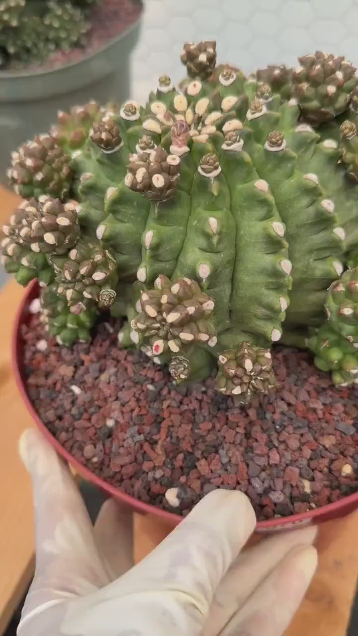 Gymnocalycium Transformer XXL Rare Cactus – Live Plant #570