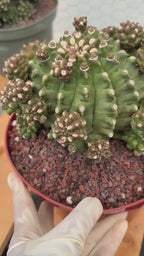 Gymnocalycium Transformer XXL Rare Cactus – Live Plant #570