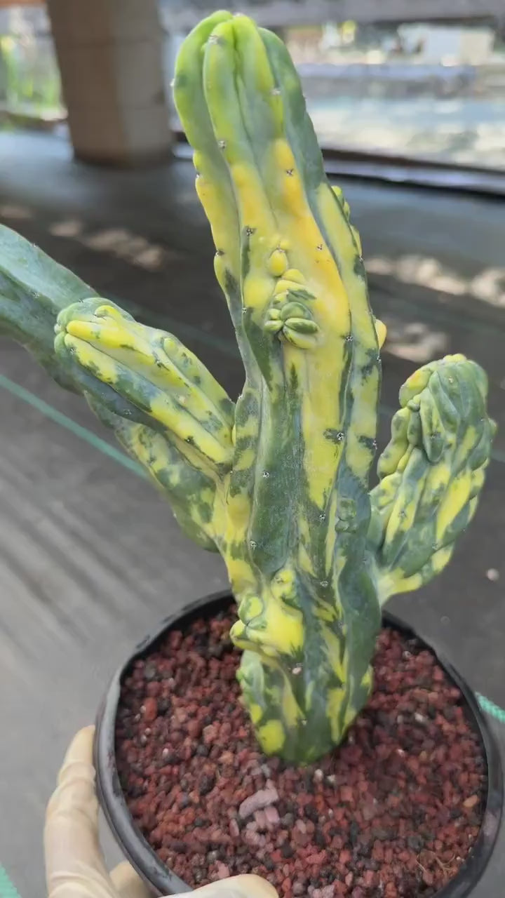 Variegated Blue Myrtle Monstrose Cactus