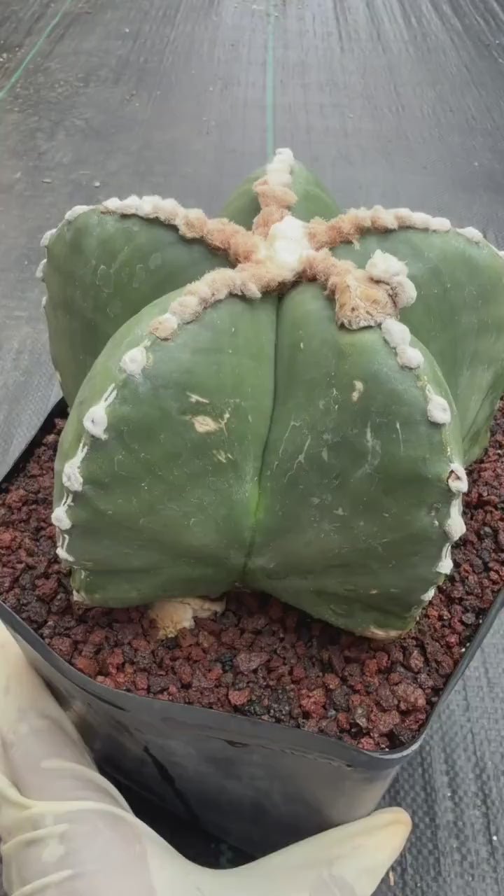 Astrophytum Myriostigma Rensei | Seed Grown Rare Cactus