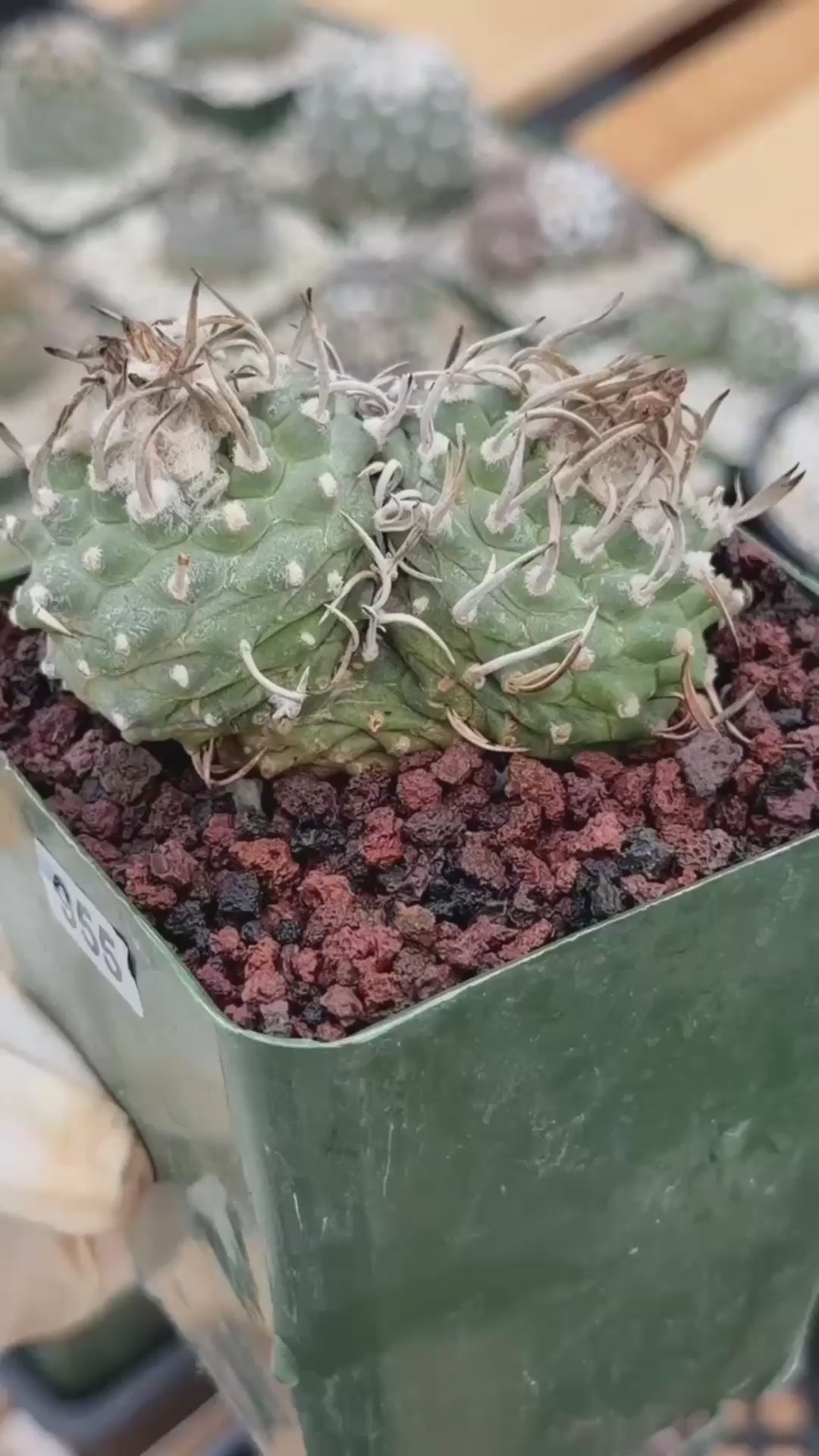 Turbinicarpus Schmiedickeanus – Rare Double-Head Seed-Grown Cactus | Live Plant