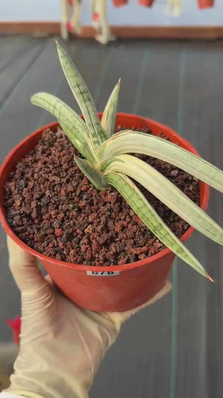 Variegated Sansevieria Blue Clone White Variegation Rare Live Snake Plant – Exact Houseplant #878