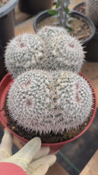 Mammillaria Owl Eyes Double Form | Rare Live Cactus | Large Specimen #159