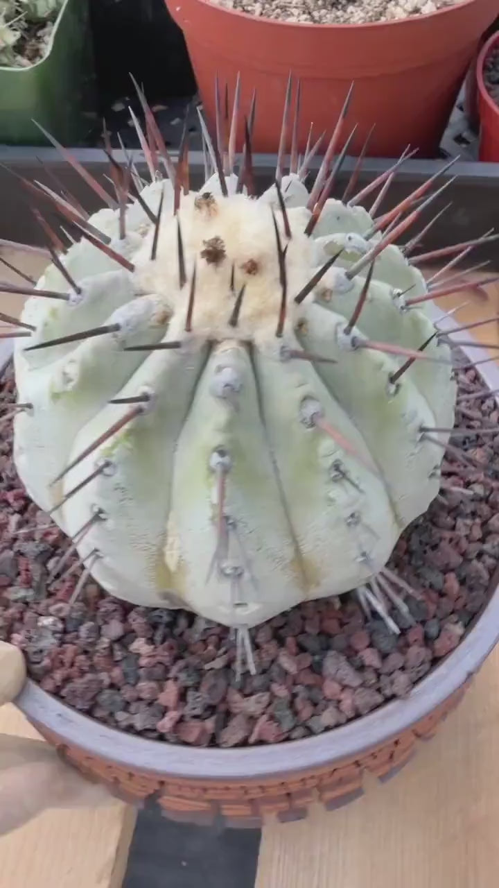 Copiapoa Cinerea – Mature Collector Specimen with Beautiful Cephalium