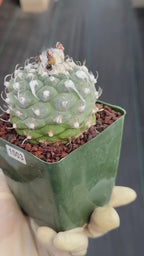 Turbinicarpus schmiedickeanus #1003 | Seed-Grown Cactus