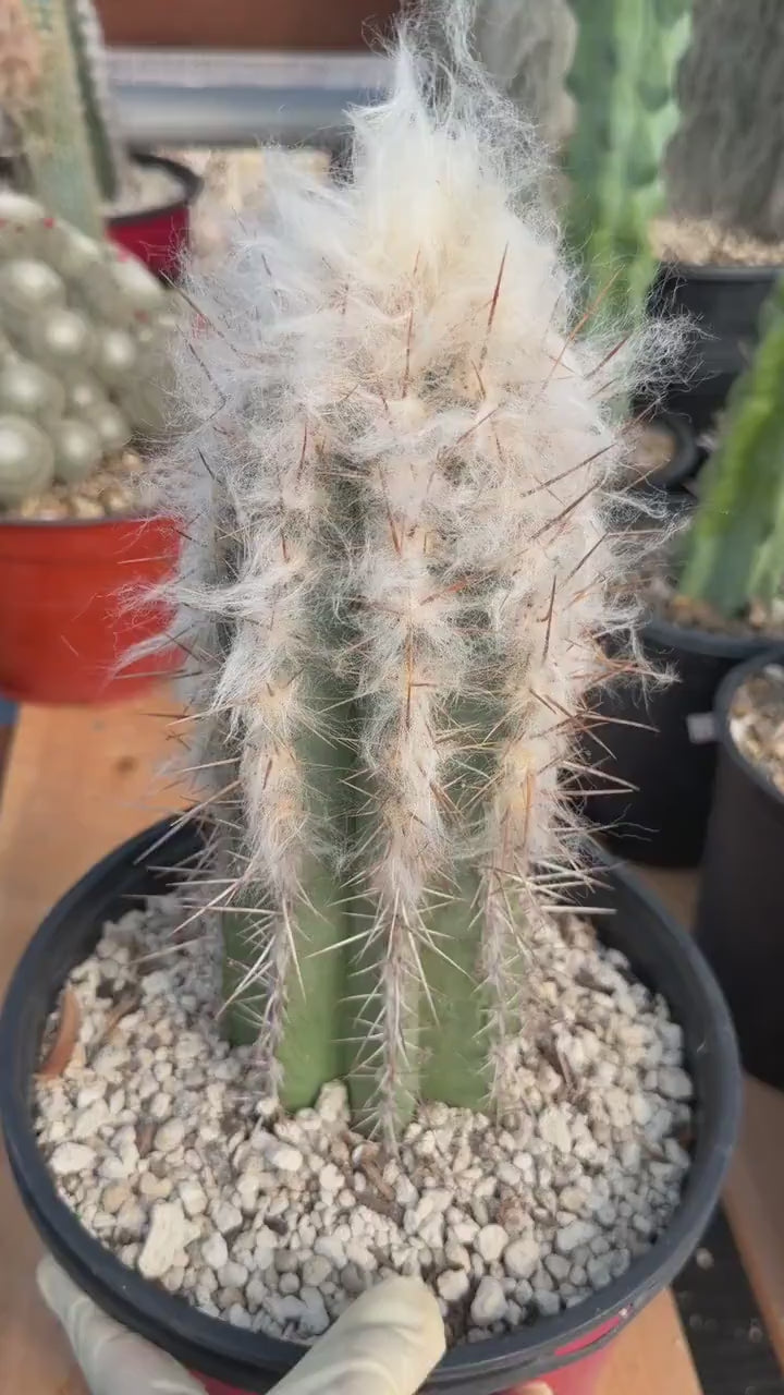 Pilosocereus pachycladus Blue Cactus – 10" Rooted Cutting #813