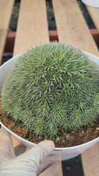 Deuterocohnia Brevifolia #966