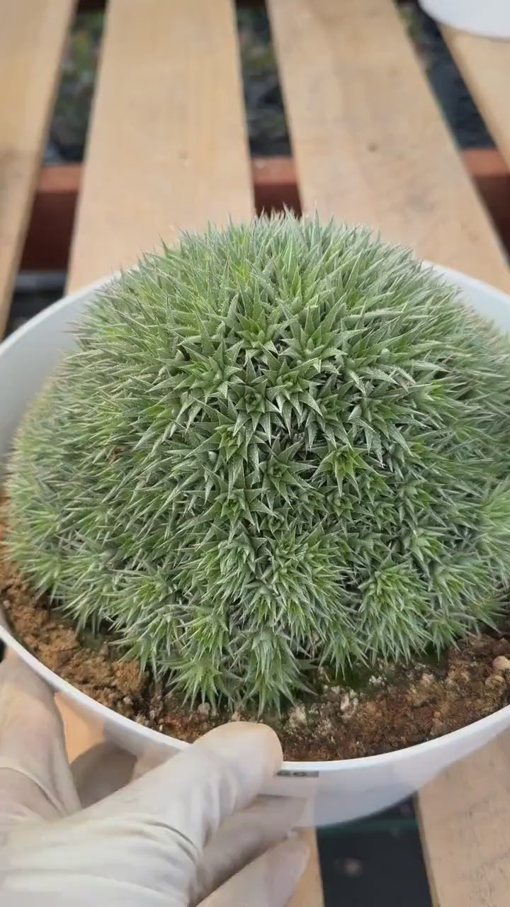 Deuterocohnia Brevifolia #966