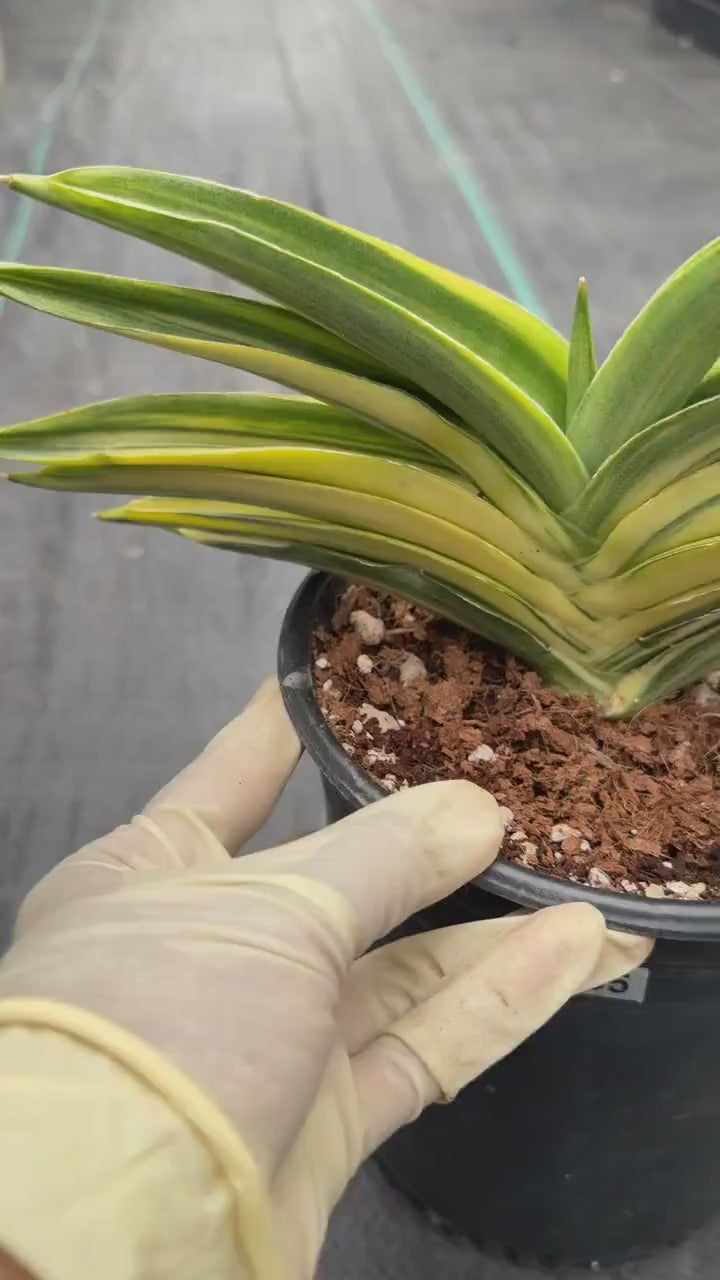 Variegated Sansevieria Suriyothai Live Plant #755