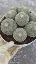 Large Mammillaria Perbella Cluster Cactus