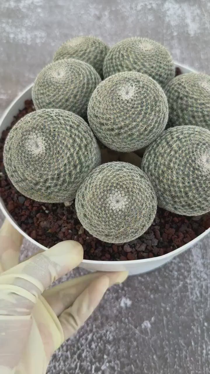 Large Mammillaria Perbella Cluster Cactus