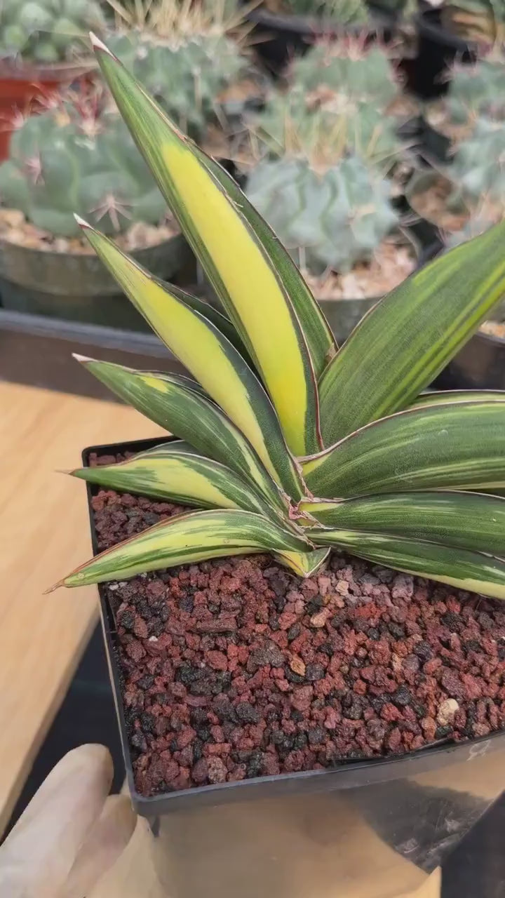 Variegated Sansevieria Sawaddee | Rare Easy-Care Live Houseplant