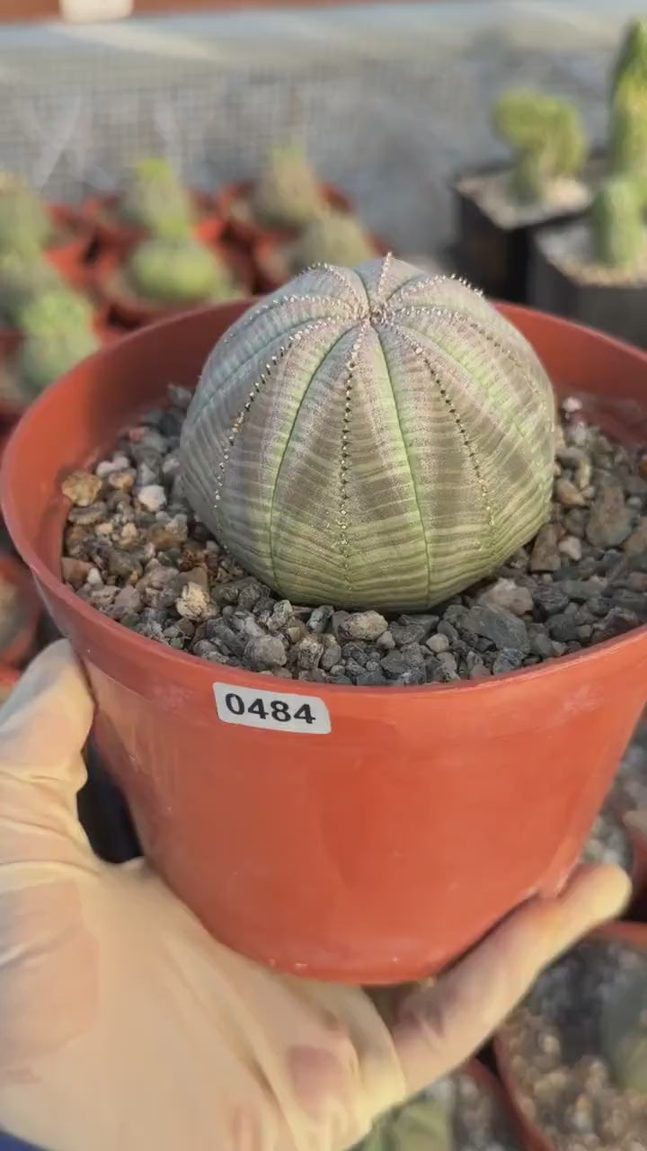 Large Euphorbia Obesa Live Succulent | Rare Seed Grown Baseball Plant #484