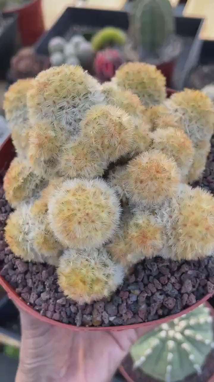 Mammillaria Carmenae Buddha Cluster Cactus – Rare Live Plant #319