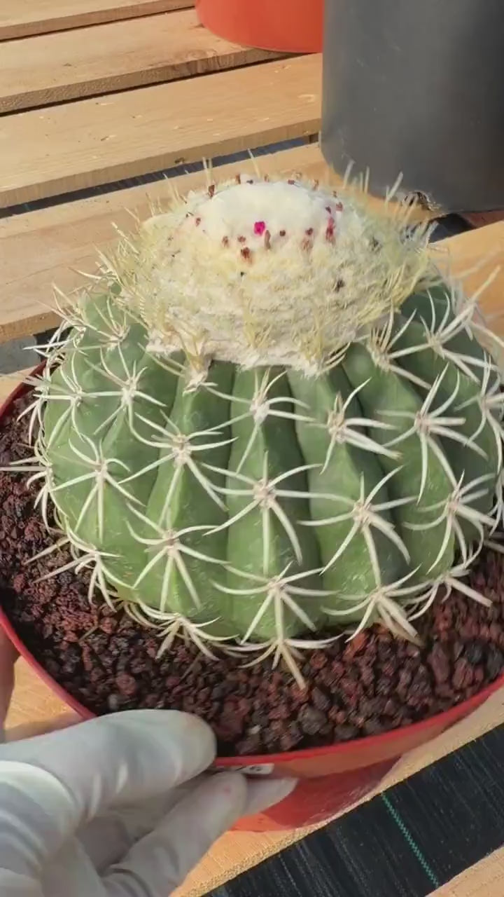 Melocactus Ruesti Rare Large Specimen Cactus – Live Plant #376