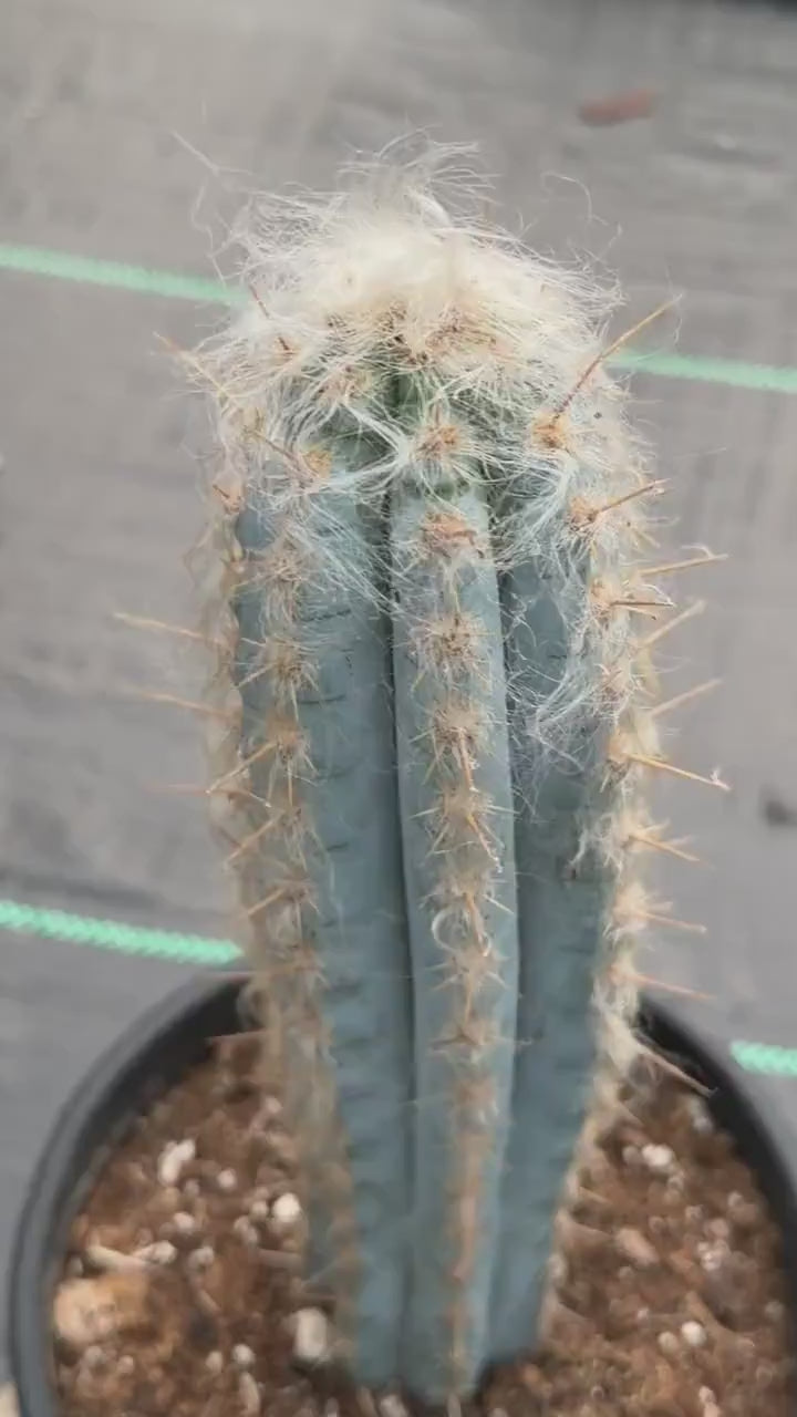 Blue Pilosocereus Pachycladus – Rare Live Cactus | 9" Tall Columnar Specimen