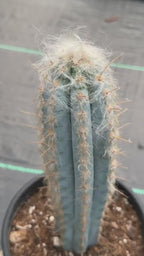 Blue Pilosocereus Pachycladus – Rare Live Cactus | 9" Tall Columnar Specimen