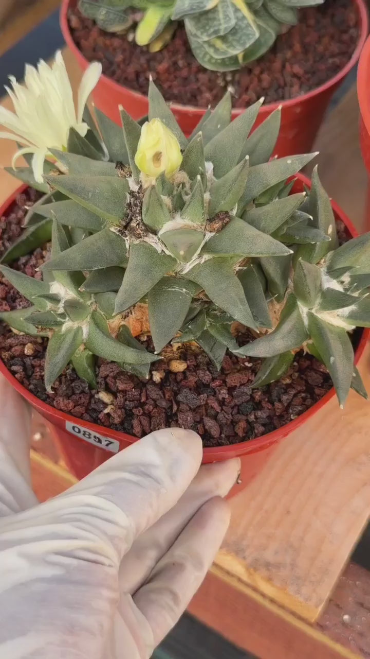 Ariocarpus Trigonus Cluster | Rare Flowering Seed-Grown Cactus | Collector Specimen